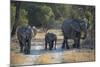 Elephant Family, Mother, Juvenile and Baby, Walking on Path-Sheila Haddad-Mounted Photographic Print