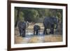 Elephant Family, Mother, Juvenile and Baby, Walking on Path-Sheila Haddad-Framed Photographic Print