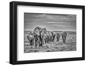 Elephant family train, Amboseli National Park, Africa-John Wilson-Framed Photographic Print