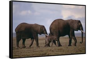 Elephant Family-DLILLC-Framed Stretched Canvas