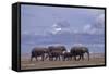 Elephant Family-DLILLC-Framed Stretched Canvas