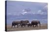 Elephant Family-DLILLC-Stretched Canvas