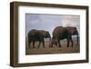 Elephant Family-DLILLC-Framed Photographic Print