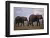 Elephant Family-DLILLC-Framed Photographic Print