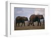 Elephant Family-DLILLC-Framed Photographic Print