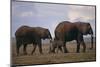 Elephant Family-DLILLC-Mounted Photographic Print