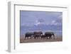 Elephant Family-DLILLC-Framed Photographic Print