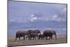 Elephant Family-DLILLC-Mounted Photographic Print