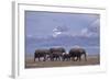 Elephant Family-DLILLC-Framed Photographic Print