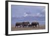 Elephant Family-DLILLC-Framed Photographic Print