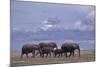 Elephant Family-DLILLC-Mounted Photographic Print