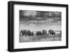 Elephant family-Vedran Vidak-Framed Photographic Print