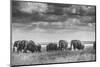 Elephant family-Vedran Vidak-Mounted Photographic Print