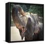 Elephant Feeding at Pinnewala Elephant Orphanage, Sri Lanka, Asia-Charlie Harding-Framed Stretched Canvas