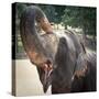 Elephant Feeding at Pinnewala Elephant Orphanage, Sri Lanka, Asia-Charlie Harding-Stretched Canvas