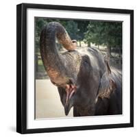 Elephant Feeding at Pinnewala Elephant Orphanage, Sri Lanka, Asia-Charlie Harding-Framed Photographic Print