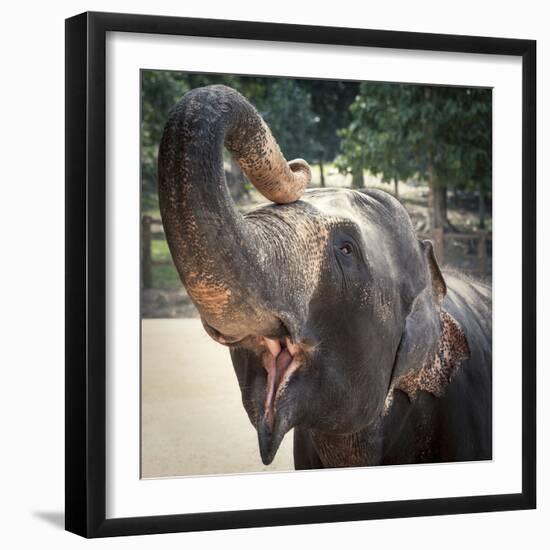 Elephant Feeding at Pinnewala Elephant Orphanage, Sri Lanka, Asia-Charlie Harding-Framed Photographic Print