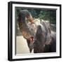 Elephant Feeding at Pinnewala Elephant Orphanage, Sri Lanka, Asia-Charlie Harding-Framed Photographic Print