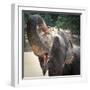 Elephant Feeding at Pinnewala Elephant Orphanage, Sri Lanka, Asia-Charlie Harding-Framed Photographic Print