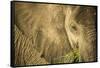 Elephant Feeding on Grass, Chobe National Park, Botswana-Paul Souders-Framed Stretched Canvas