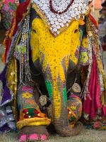 Elephant Festival, Jaipur, Rajasthan, India-Philip Kramer-Stretched Canvas