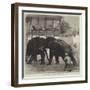 Elephant-Fighting at Baroda before the Prince of Wales-null-Framed Giclee Print