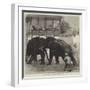 Elephant-Fighting at Baroda before the Prince of Wales-null-Framed Giclee Print