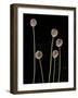 Elephant Garlic, Northern California, Usa-Paul Colangelo-Framed Photographic Print