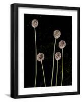 Elephant Garlic, Northern California, Usa-Paul Colangelo-Framed Photographic Print