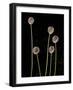 Elephant Garlic, Northern California, Usa-Paul Colangelo-Framed Photographic Print