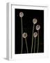 Elephant Garlic, Northern California, Usa-Paul Colangelo-Framed Photographic Print