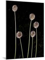 Elephant Garlic, Northern California, Usa-Paul Colangelo-Mounted Photographic Print