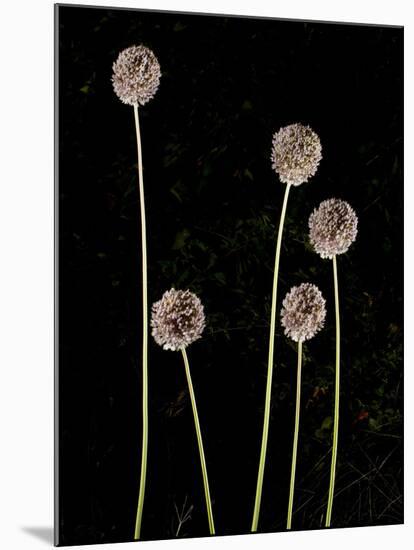 Elephant Garlic, Northern California, Usa-Paul Colangelo-Mounted Photographic Print