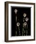 Elephant Garlic, Northern California, Usa-Paul Colangelo-Framed Photographic Print