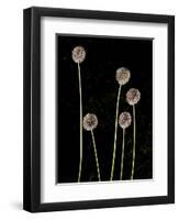 Elephant Garlic, Northern California, Usa-Paul Colangelo-Framed Photographic Print