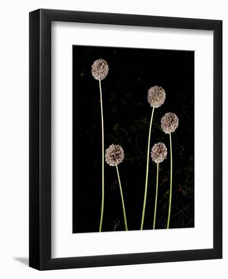 Elephant Garlic, Northern California, Usa-Paul Colangelo-Framed Photographic Print