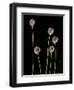 Elephant Garlic, Northern California, Usa-Paul Colangelo-Framed Photographic Print