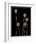 Elephant Garlic, Northern California, Usa-Paul Colangelo-Framed Photographic Print