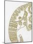 Elephant Gold 2-Pam Varacek-Mounted Art Print