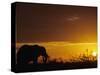 Elephant Grazing at Sunset, Tarangire National Park, Tanzania-Merrill Images-Stretched Canvas