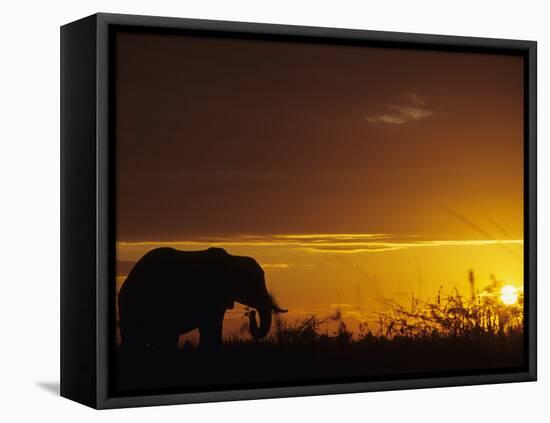 Elephant Grazing at Sunset, Tarangire National Park, Tanzania-Merrill Images-Framed Stretched Canvas