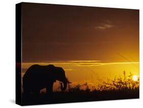 Elephant Grazing at Sunset, Tarangire National Park, Tanzania-Merrill Images-Stretched Canvas