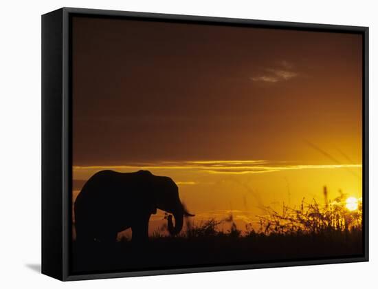 Elephant Grazing at Sunset, Tarangire National Park, Tanzania-Merrill Images-Framed Stretched Canvas
