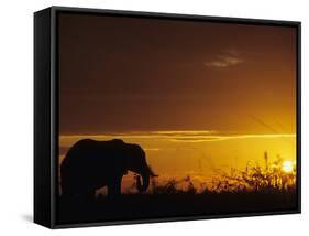 Elephant Grazing at Sunset, Tarangire National Park, Tanzania-Merrill Images-Framed Stretched Canvas
