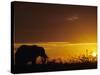 Elephant Grazing at Sunset, Tarangire National Park, Tanzania-Merrill Images-Stretched Canvas