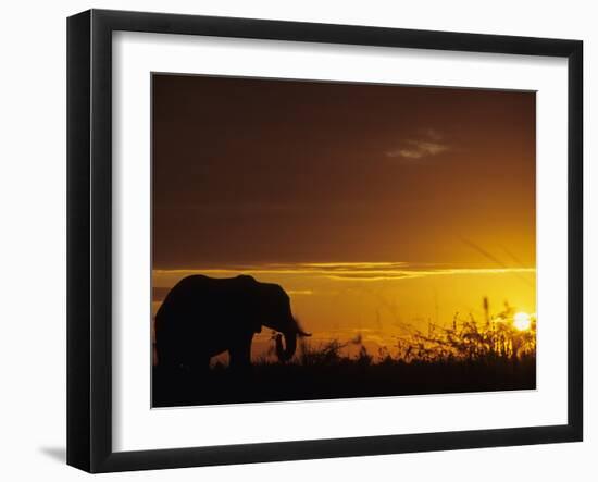 Elephant Grazing at Sunset, Tarangire National Park, Tanzania-Merrill Images-Framed Premium Photographic Print