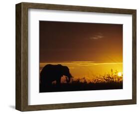Elephant Grazing at Sunset, Tarangire National Park, Tanzania-Merrill Images-Framed Photographic Print