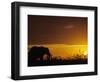 Elephant Grazing at Sunset, Tarangire National Park, Tanzania-Merrill Images-Framed Photographic Print