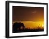 Elephant Grazing at Sunset, Tarangire National Park, Tanzania-Merrill Images-Framed Photographic Print