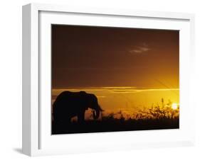 Elephant Grazing at Sunset, Tarangire National Park, Tanzania-Merrill Images-Framed Photographic Print